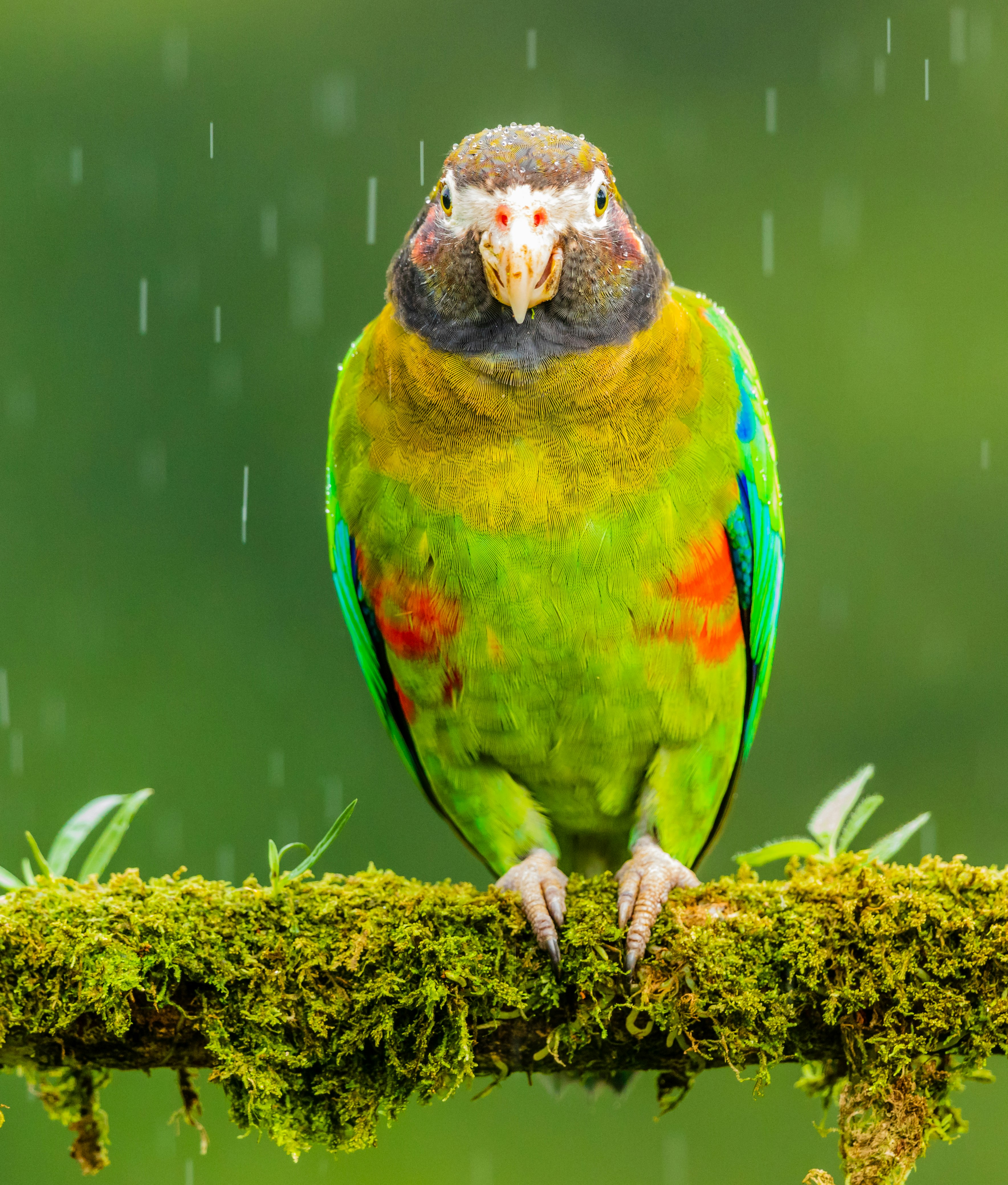 green and yellow bird perching on branch